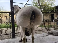 Qoç, Blackheaded Persian sheep — foto 6
