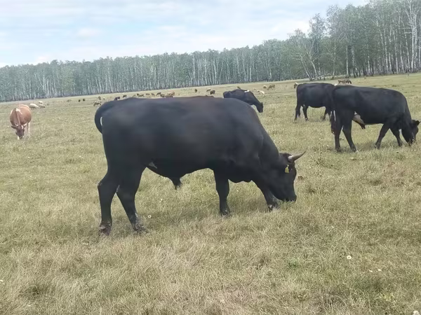 Bulle, Aberdeen-Angus
