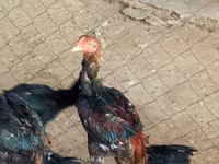 Chickens — foto 1