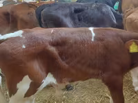 Bulle, Simmental cattle — Foto 5