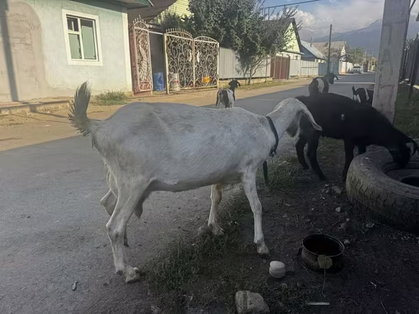 母山羊, Nubian Goat