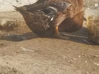 Ducks — Foto 3