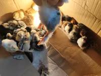Chickens — 1-сурет