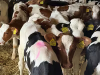 Rinder (Partie, Geschlecht nicht angegeben), Rinder — Foto 2