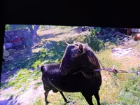 Cabro, Cabras — foto 3