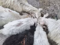 Cabra, Cabras — foto 6