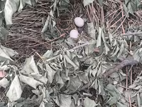 Chickens — 6-сурет