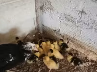 Ducks — Foto 3