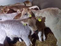 सांड, Simmental cattle — फ़ोटो 4