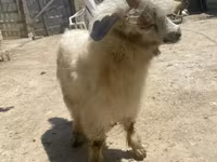 Cabra, Angora goats — foto 3