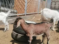 Cabra, Alpine goat — foto 7