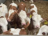 Rinder (Partie, Geschlecht nicht angegeben), Russian Black pied cattle — Foto 7
