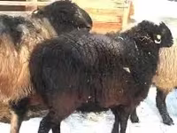 كبش, الأغنام — الصورة 2