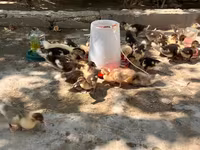 Ducks — फ़ोटो 1