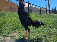 Chickens — 照片 1