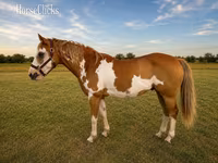 حصان, American paint horse — الصورة 2