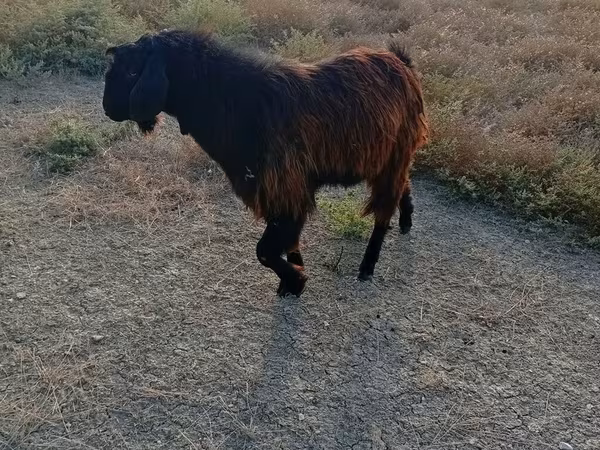 Billy Goat, Nubian Goat