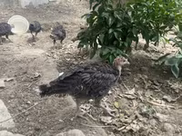 Turkeys — foto 1