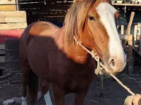 Aygʻir, Kazakh horse — 1-rasm