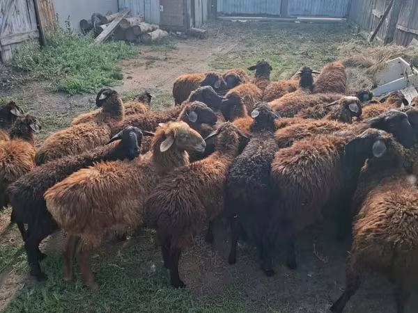 Widder, Edilbay sheep