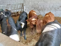 Rinder (Partie, Geschlecht nicht angegeben), Limousin-Kuh — Foto 1