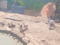Ducks — फ़ोटो 7