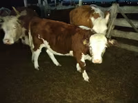 Bulle, Simmental cattle — Foto 2