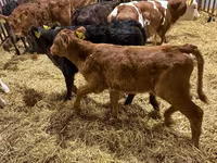 بقرة, Simmental cattle — الصورة 4
