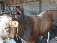 ثور, Swiss cattle — الصورة 7