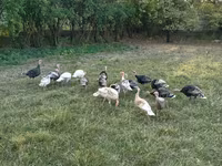 Turkeys — Foto 2