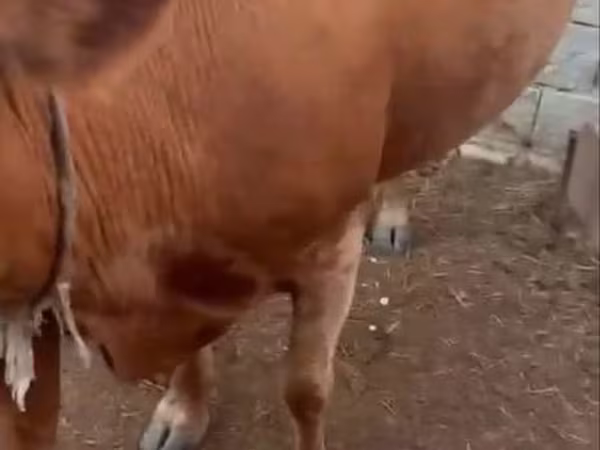 Vaca, Latvian Blue cattle