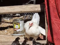 Chickens — foto 2