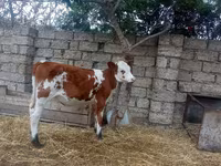 Сиыр, Simmental cattle — 5-сурет