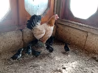 Chickens — 4-rasm