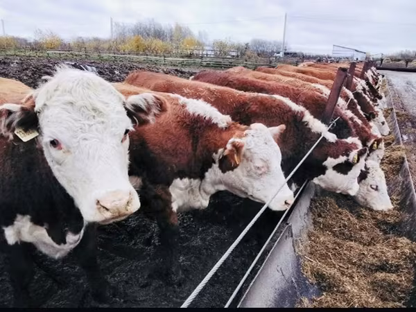 Hereford