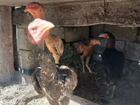 Chickens — 4-rasm