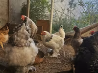 Brahma — Foto 1