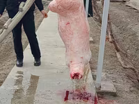 公羊, Sheep — 照片 5