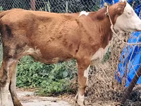 Сиыр, Simmental cattle — 1-сурет