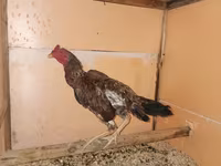 Chickens — Foto 4