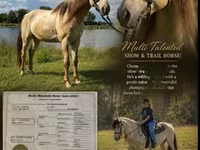At, Rocky Mountain Horse — foto 1