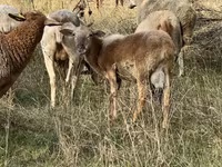 Qoç, Katum sheep — foto 3