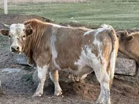 ثور, الماشية — الصورة 1