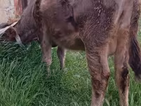 İnək, Azərbaycan zebu — foto 3