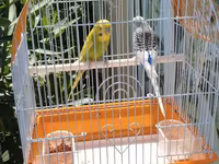 Watsap elaqe qwfes qarisiq 45 cutler Bülbül qəfəsi və 2 dalğıç (büdcə — الصورة 1