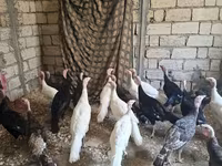 Blanca de pechuga ancha — foto 3