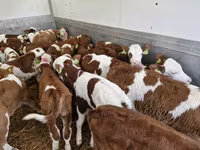 İribuynuzlu mal-qara (partiya, cinsi göstərilməyib), Simmental cattle — foto 2