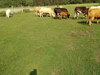Kuh, Charolais cattle — Foto 7