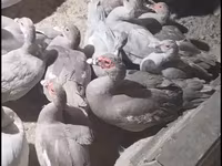 Ducks — फ़ोटो 2