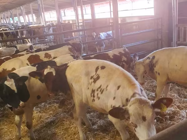 Rinder (Partie, Geschlecht nicht angegeben), Russian Black pied cattle